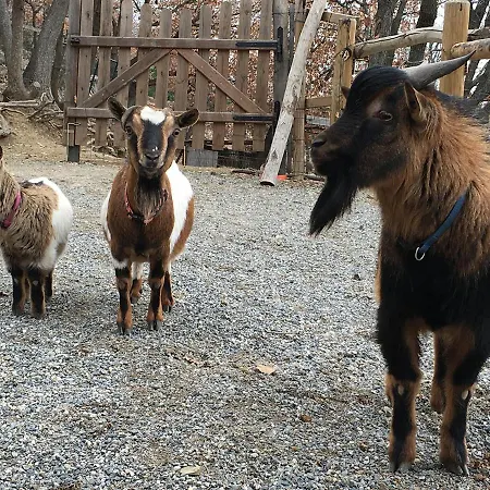 Gli Angeli Alloggio per agriturismo Cisano sul Neva